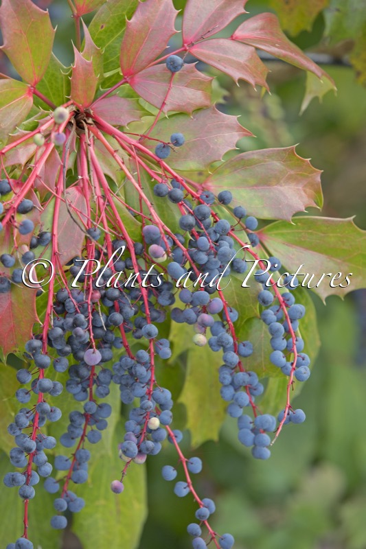 Mahonia savilliana