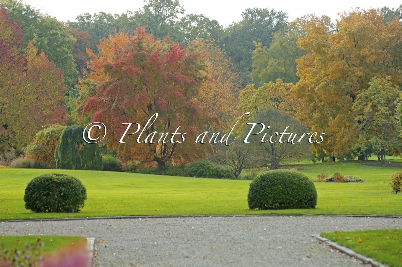 Arboretum Wespelaar