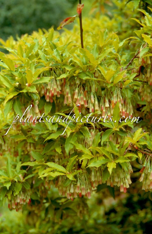 Vaccinium cylindraceum