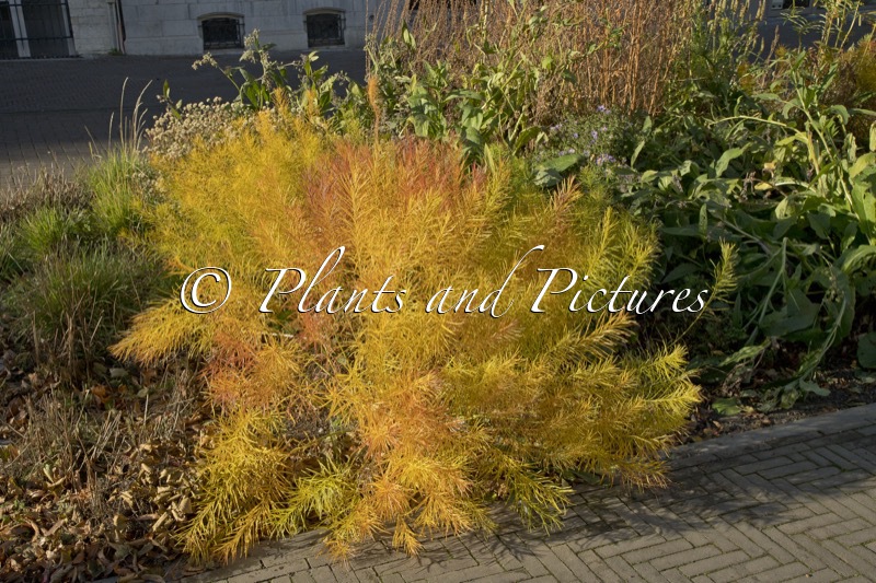 Amsonia hubrichtii