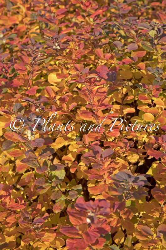 Spiraea betulifolia ‘Tor’