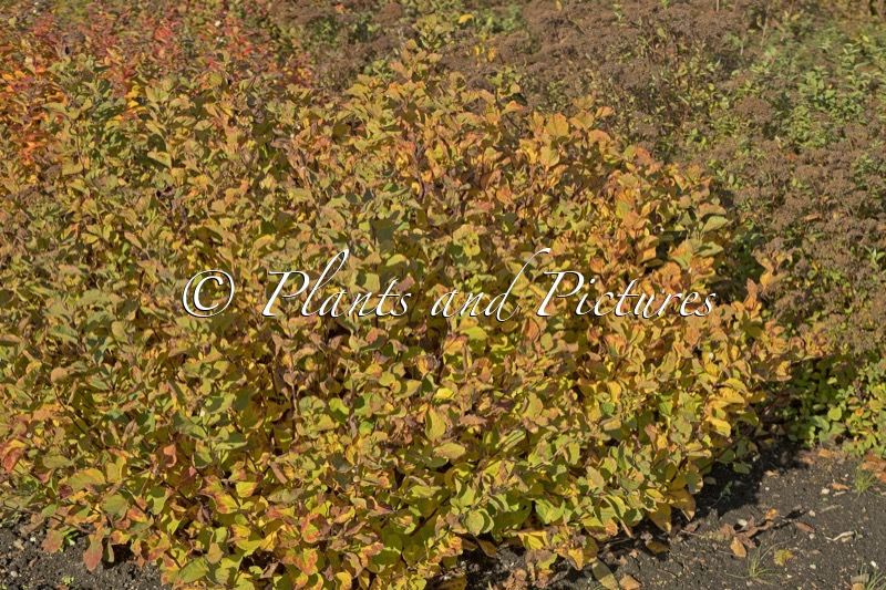 Spiraea betulifolia var. aemiliana