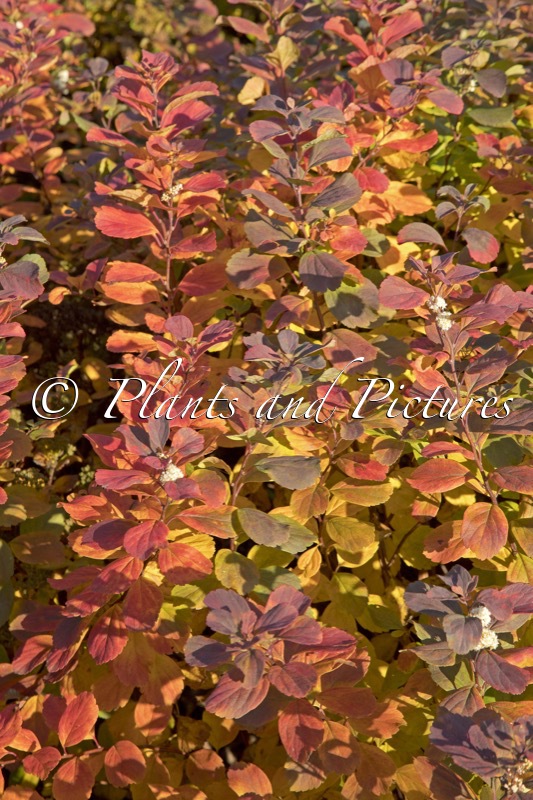 Spiraea betulifolia ‘Tor’