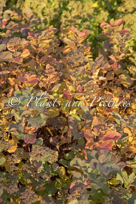 Spiraea betulifolia ‘Gauti’