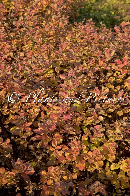 Spiraea betulifolia ‘Tor Gold’