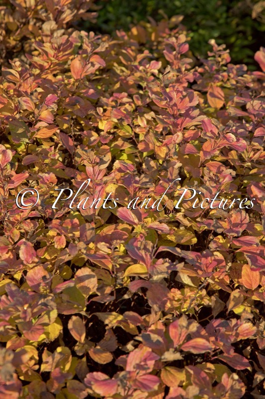 Spiraea betulifolia ‘Tor Gold’