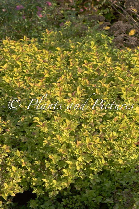 Spiraea japonica ‘Walbuma’ (MAGIC CARPET)