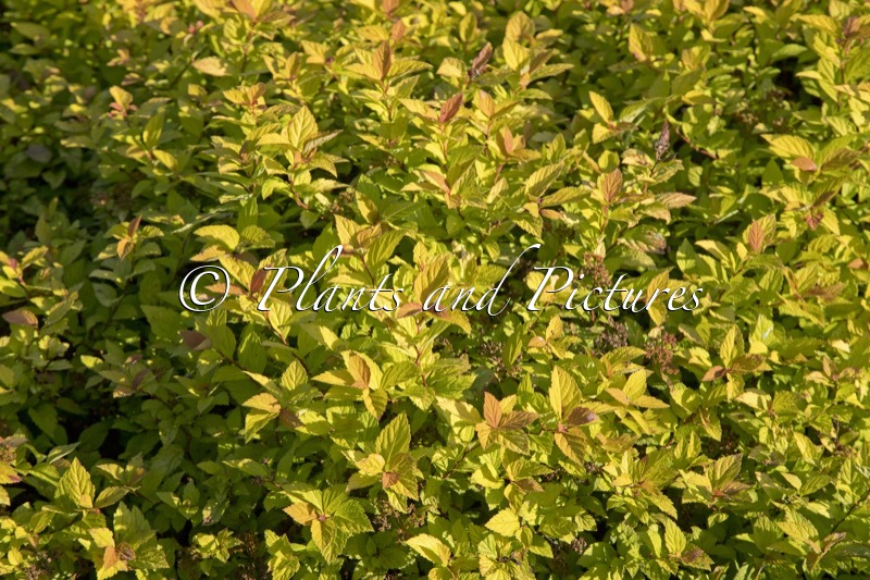 Spiraea japonica ‘Walbuma’ (MAGIC CARPET)