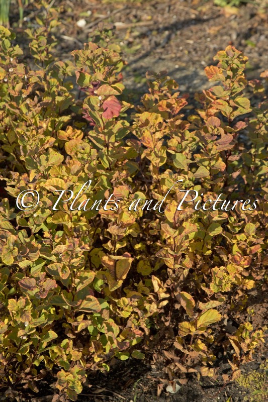 Spiraea betulifolia ‘Tara’