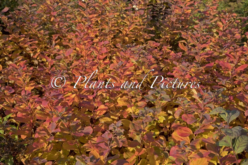 Spiraea betulifolia ‘Island’