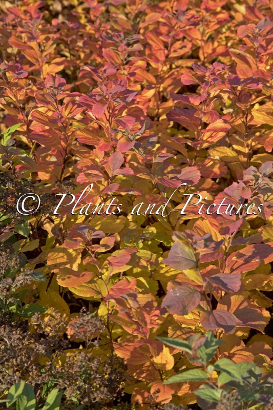 Spiraea betulifolia ‘Island’