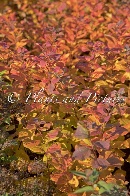 Spiraea betulifolia ‘Island’