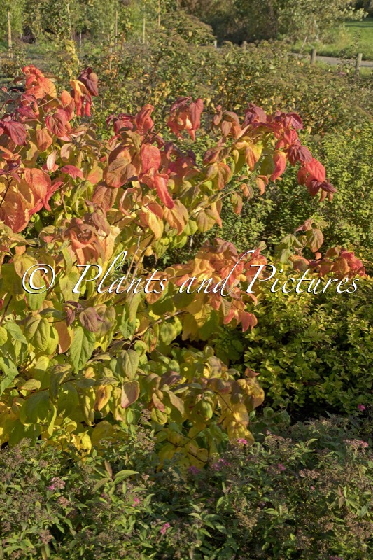 Spiraea japonica ‘Macrophylla’