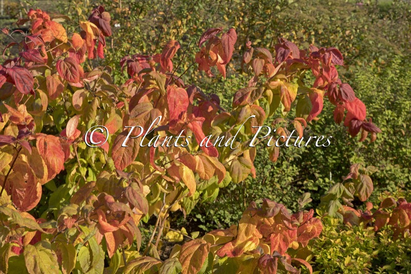 Spiraea japonica ‘Macrophylla’