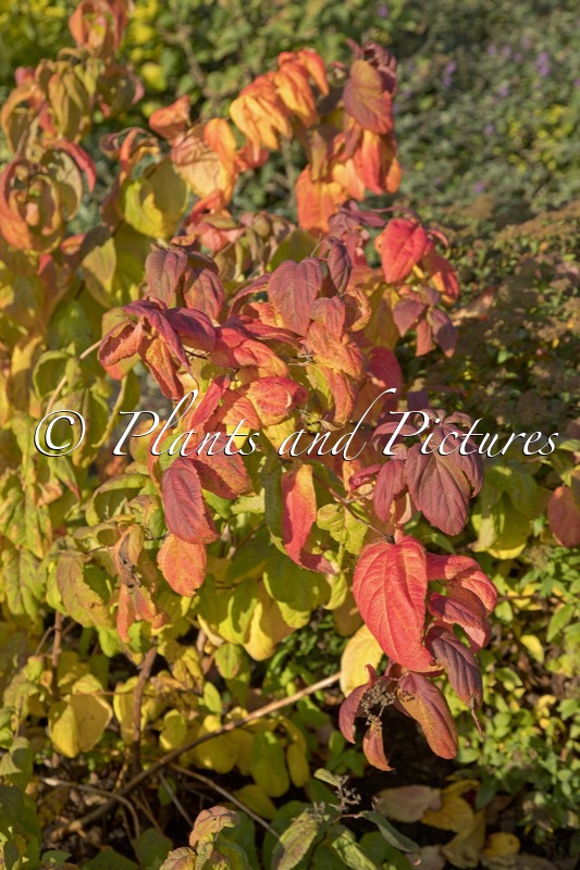 Spiraea japonica ‘Macrophylla’