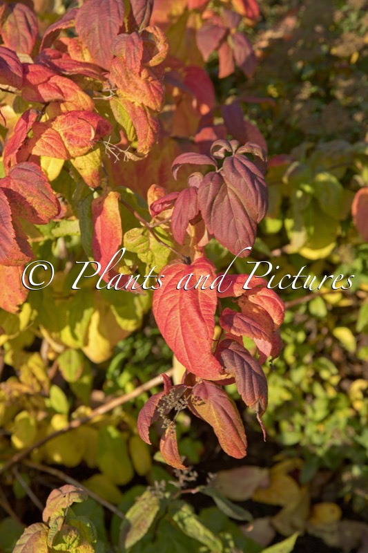 Spiraea japonica ‘Macrophylla’