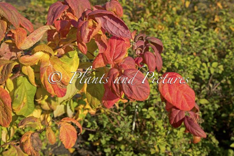 Spiraea japonica ‘Macrophylla’