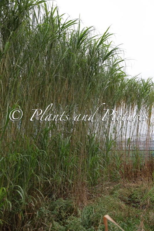 Tripsacum x Miscanthus ‘Mammoth’