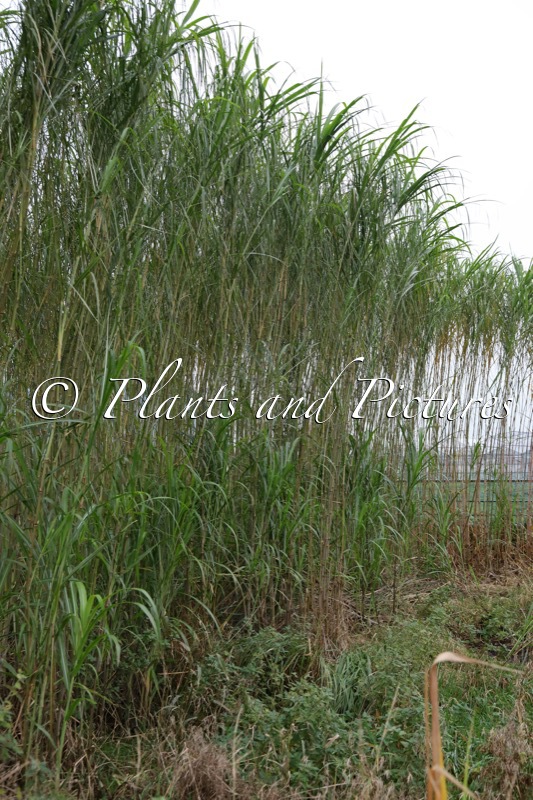 Tripsacum x Miscanthus ‘Mammoth’