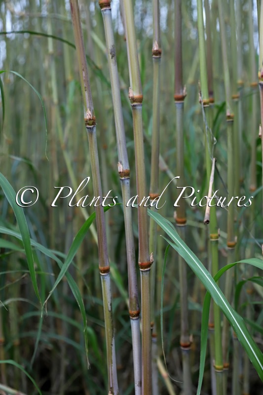 Tripsacum x Miscanthus ‘Mammoth’
