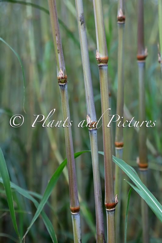 Tripsacum x Miscanthus ‘Mammoth’