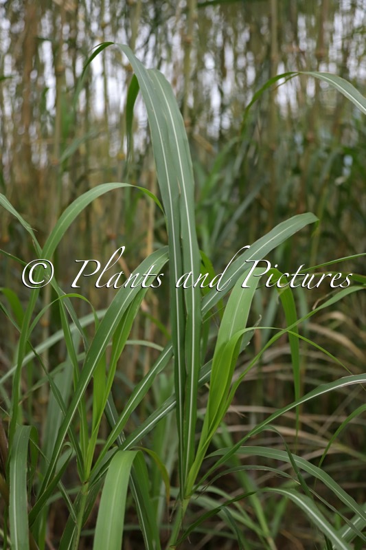 Tripsacum x Miscanthus ‘Mammoth’