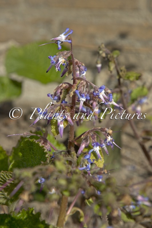 Trachystemon orientalis