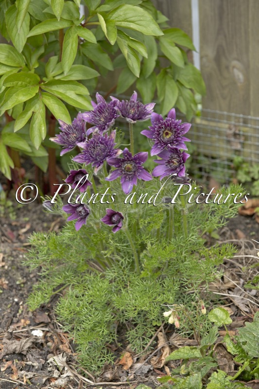Pulsatilla vulgaris ‘Pulhil2018’ (FAIRY DREAM)