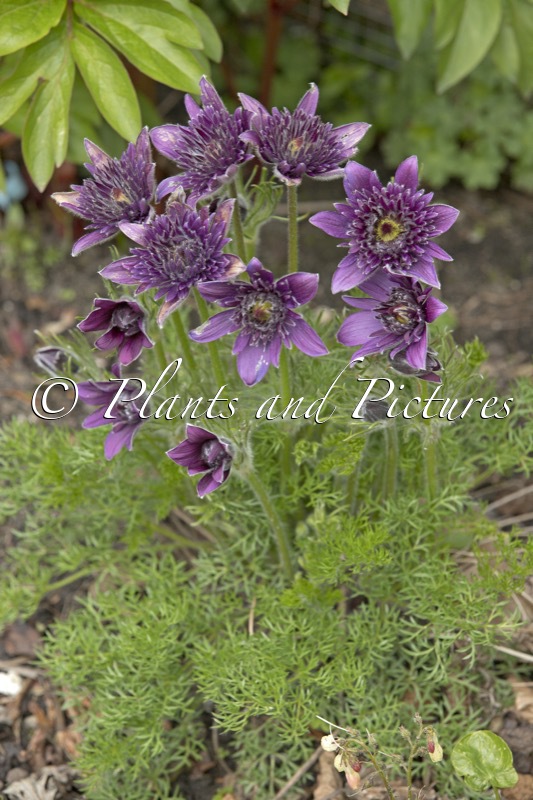 Pulsatilla vulgaris ‘Pulhil2018’ (FAIRY DREAM)