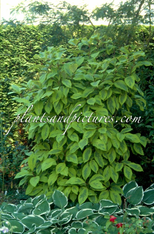 Syringa emodii ‘Variegata’