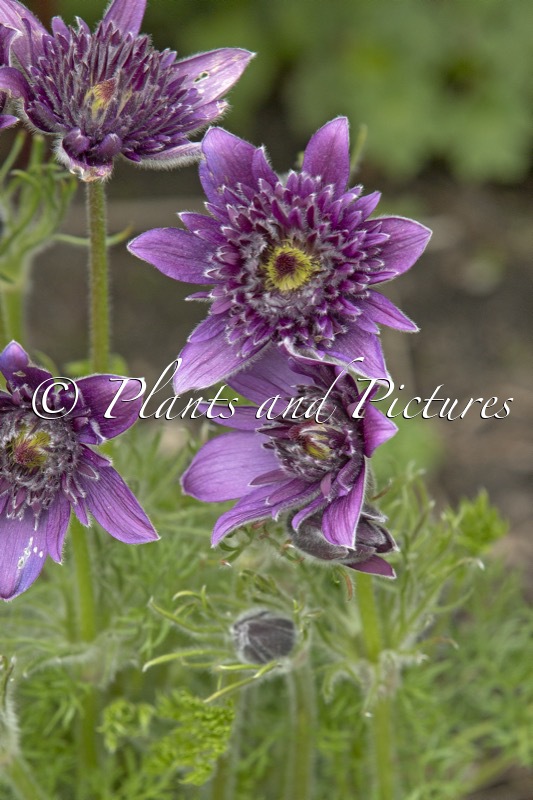 Pulsatilla vulgaris ‘Pulhil2018’ (FAIRY DREAM)