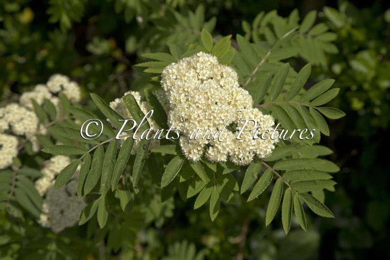 Sorbus aucuparia