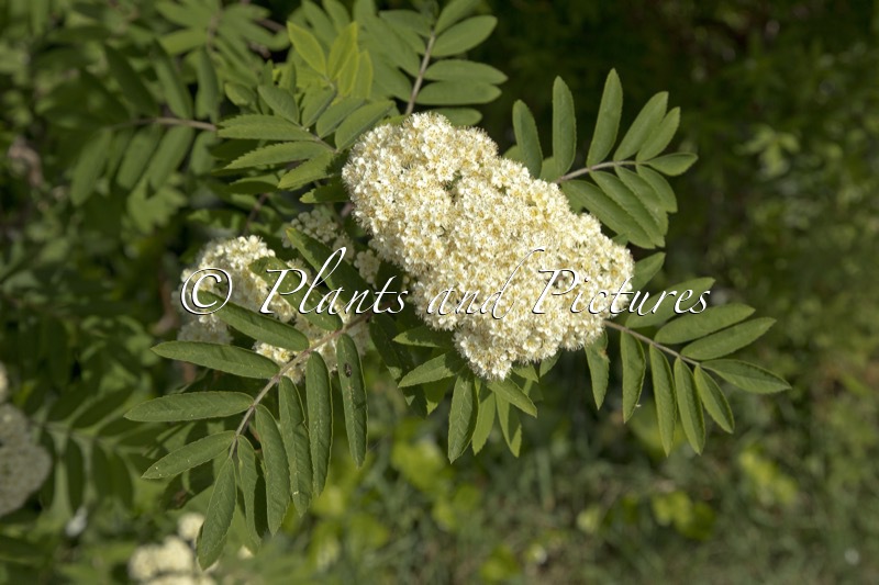 Sorbus aucuparia