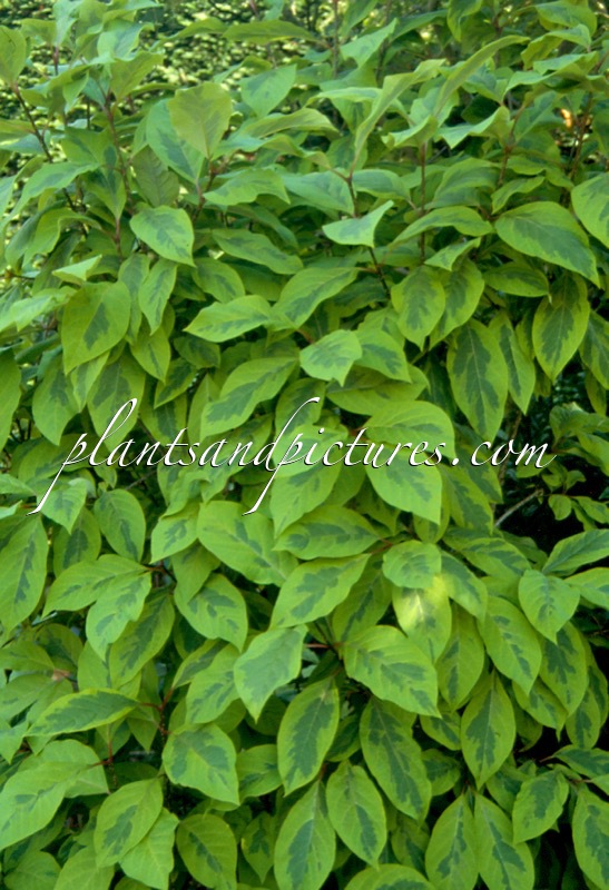 Syringa emodii ‘Variegata’