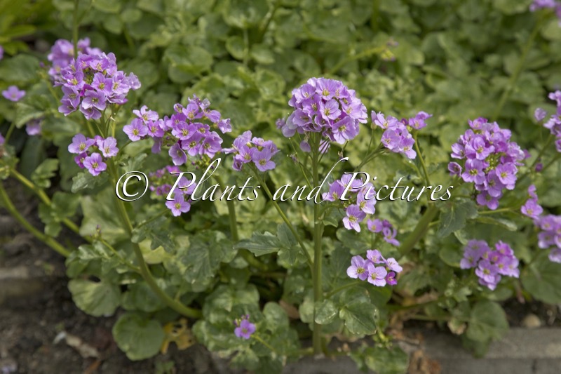 Cardamine raphanifolium