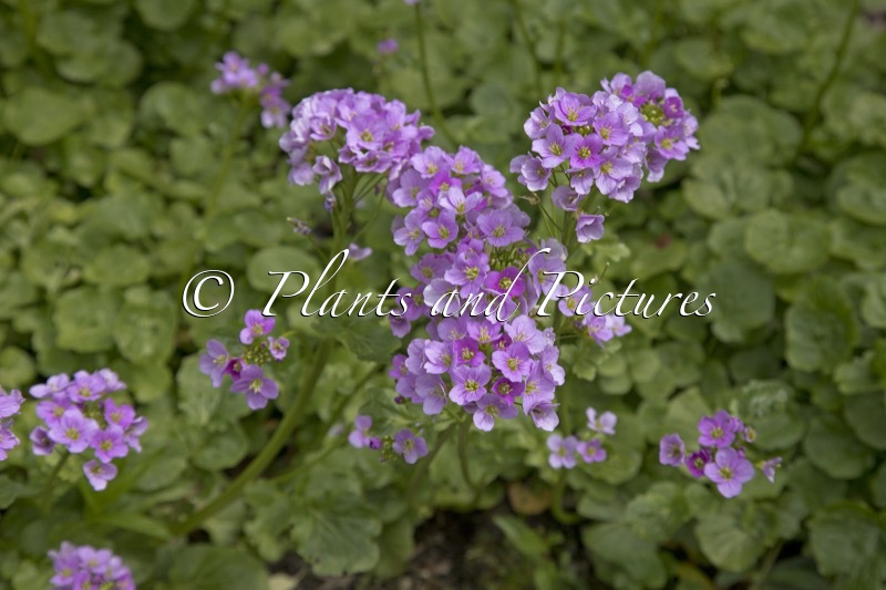 Cardamine raphanifolium