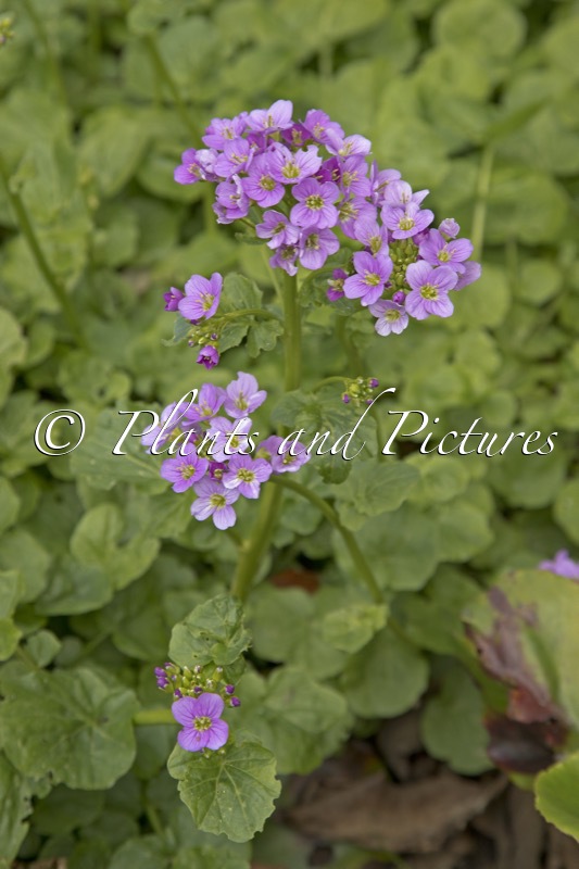 Cardamine raphanifolium