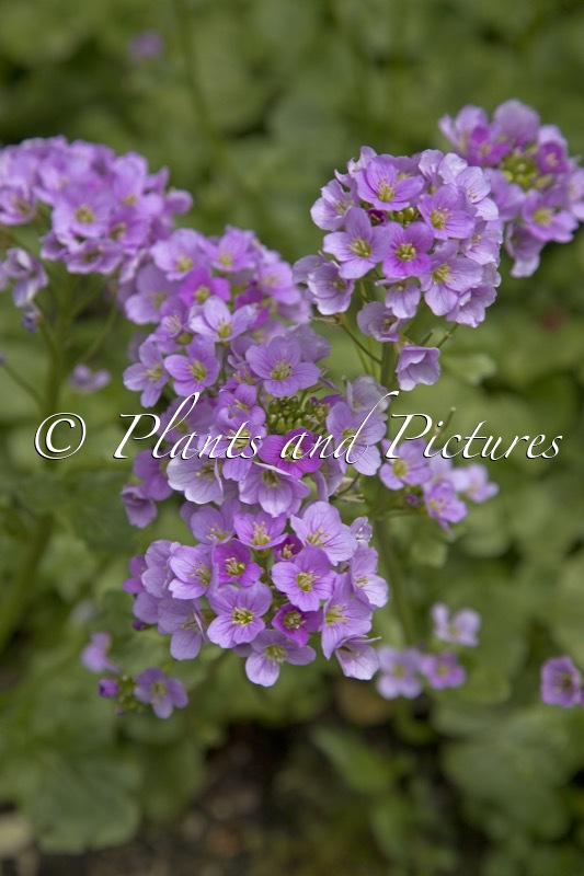 Cardamine raphanifolium