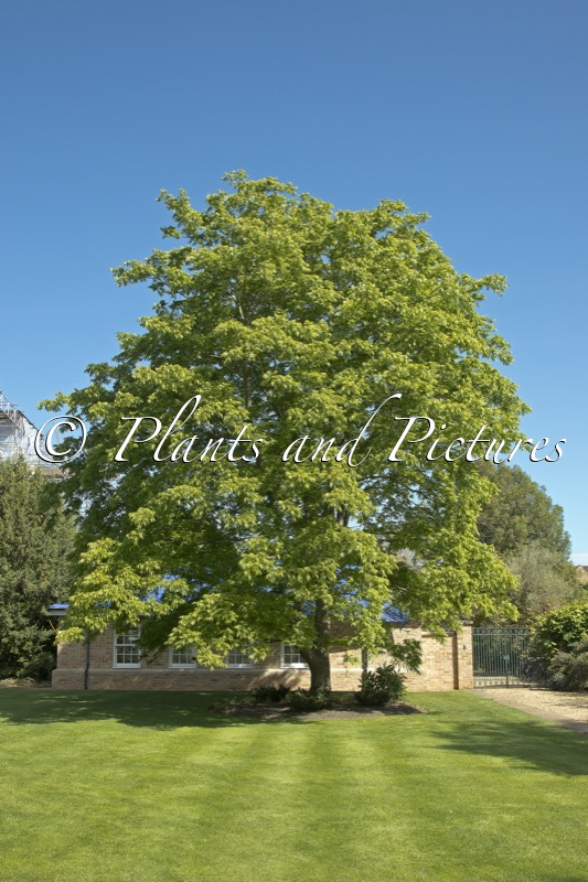 Platycarya strobilacea