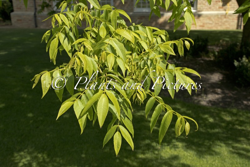 Platycarya strobilacea