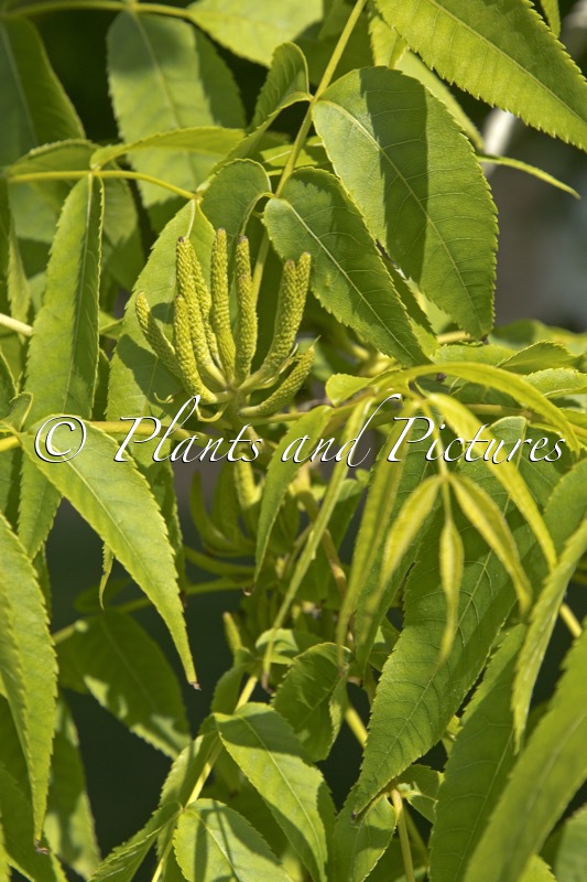 Platycarya strobilacea