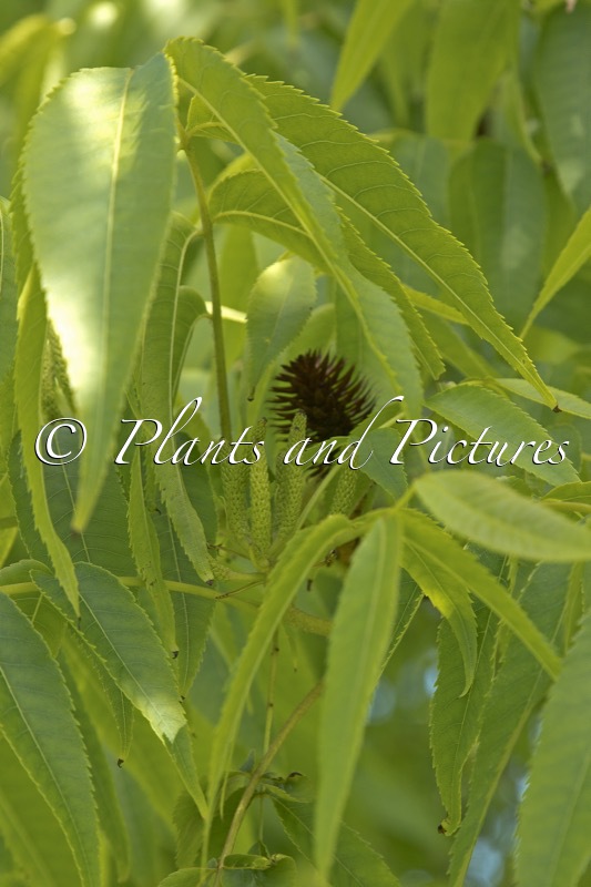 Platycarya strobilacea