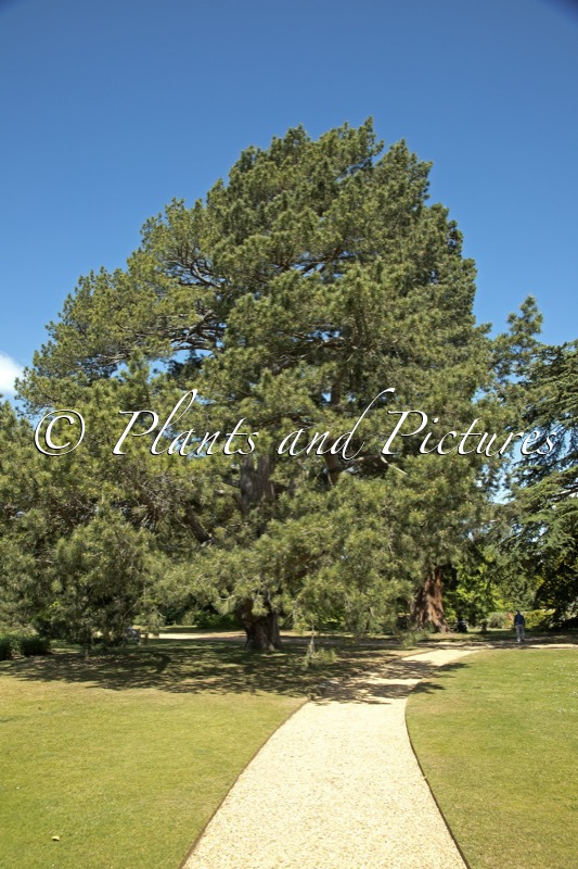 Pinus nigra subsp. pallasiana