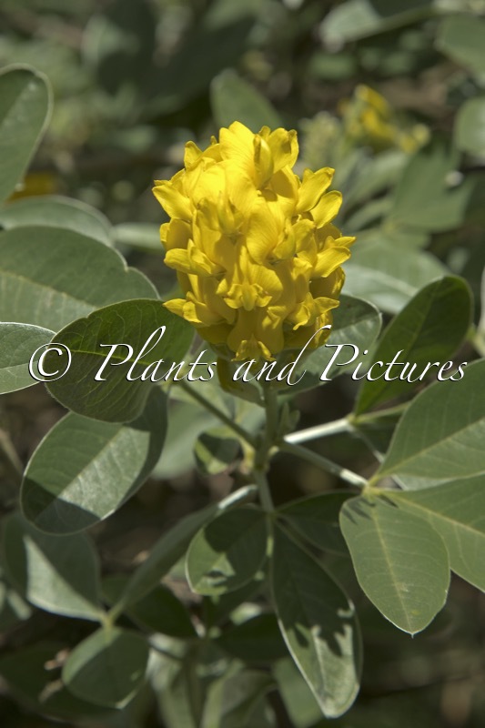 Argyrocytisus battandieri