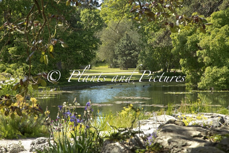 Cambridge University Botanic Garden