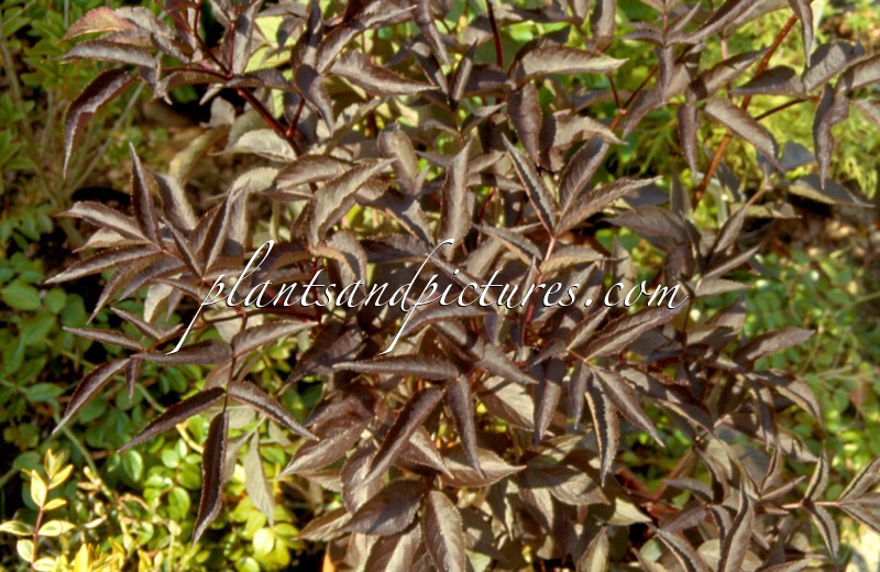 Sambucus nigra ‘Gerda’ (BLACK BEAUTY)