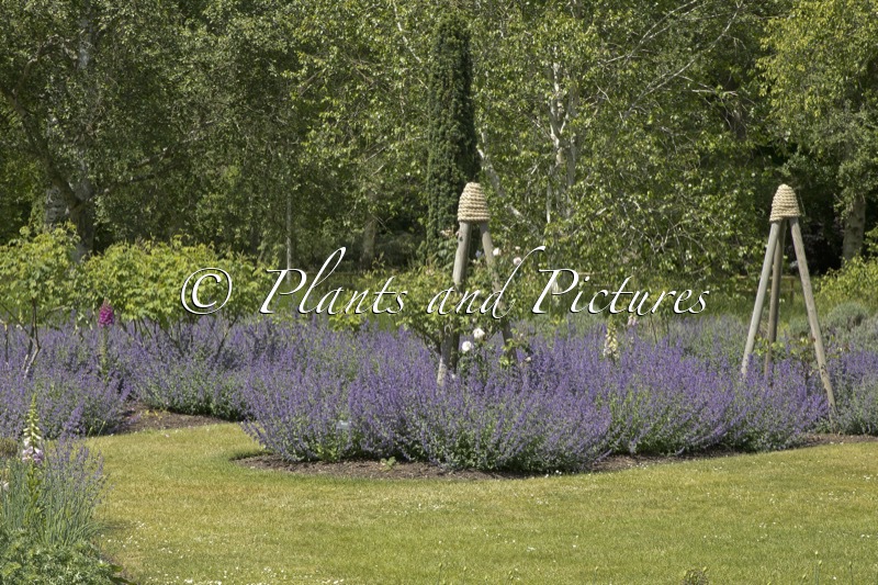 Nepeta ‘Walker’s Low’