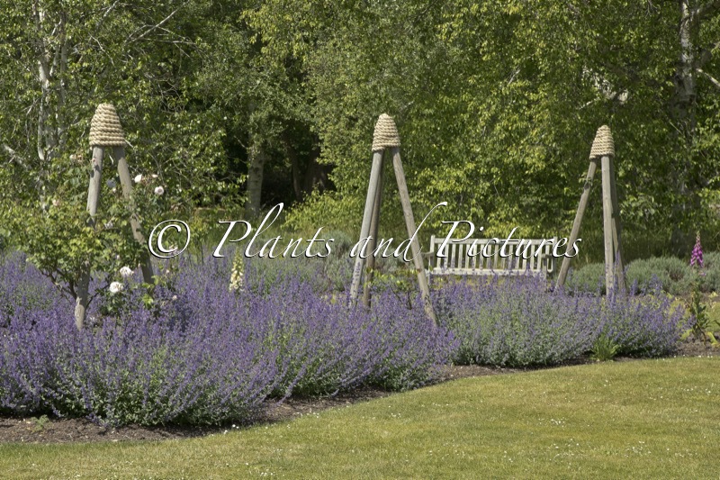 Nepeta ‘Walker’s Low’