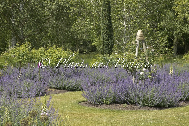 Nepeta ‘Walker’s Low’