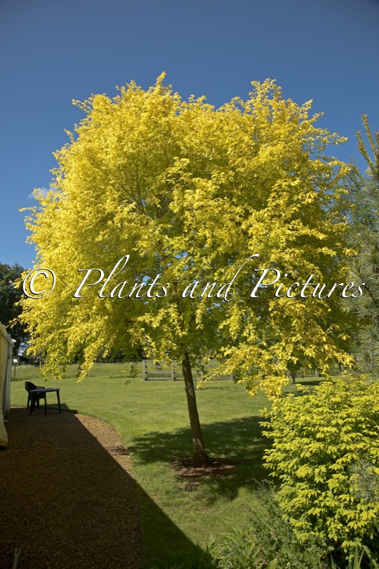 Ulmus pumila ‘Beijing Gold’